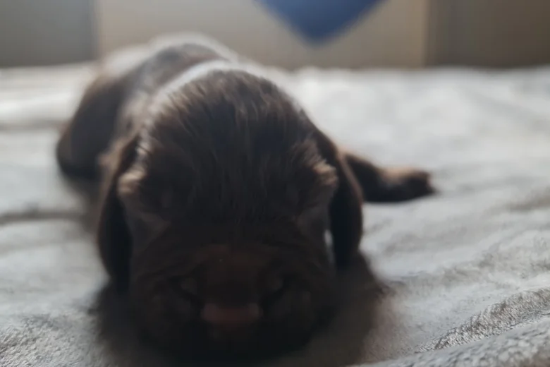 Field Spaniel