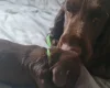 Field Spaniel