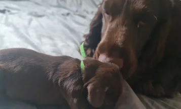 Field Spaniel