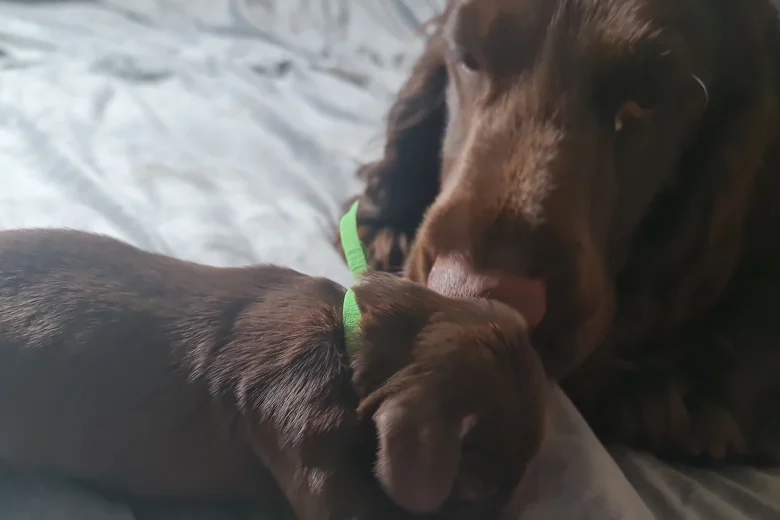 Field Spaniel