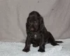 Field Spaniel