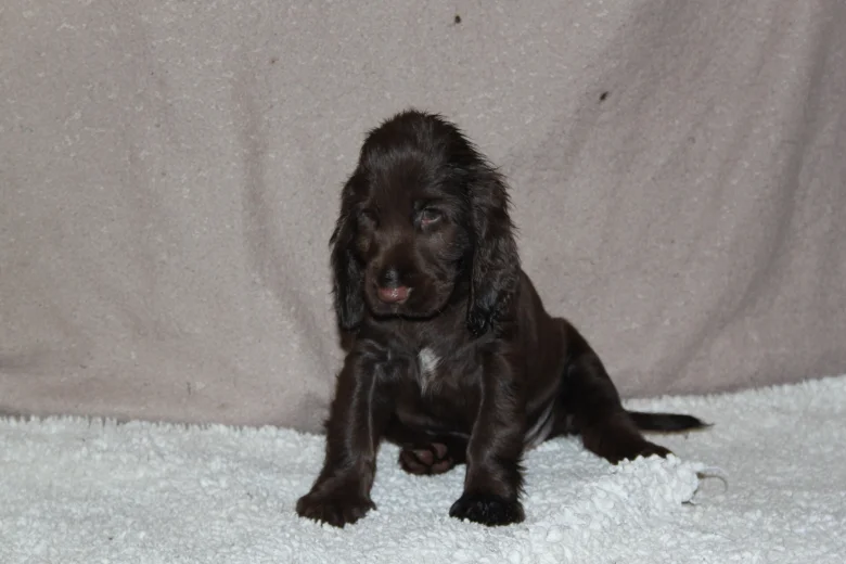 Field Spaniel