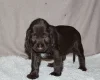 Field Spaniel
