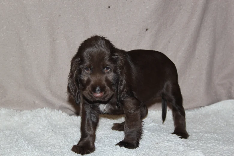 Field Spaniel