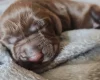 Field Spaniel