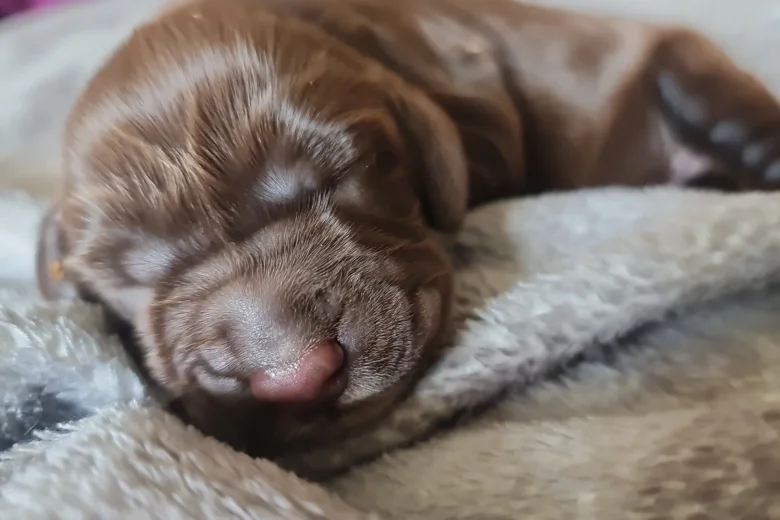 Field Spaniel