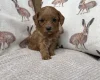 Cavapoo