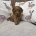 Cavapoo