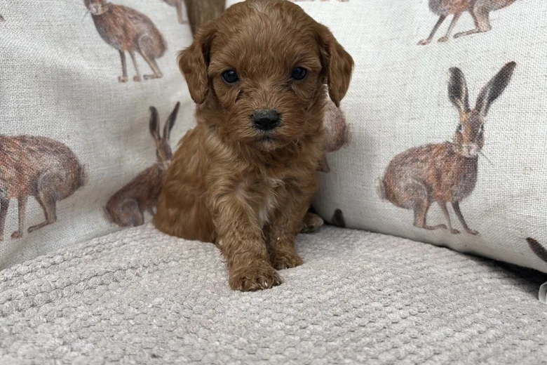 Cavapoo