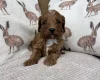 Cavapoo