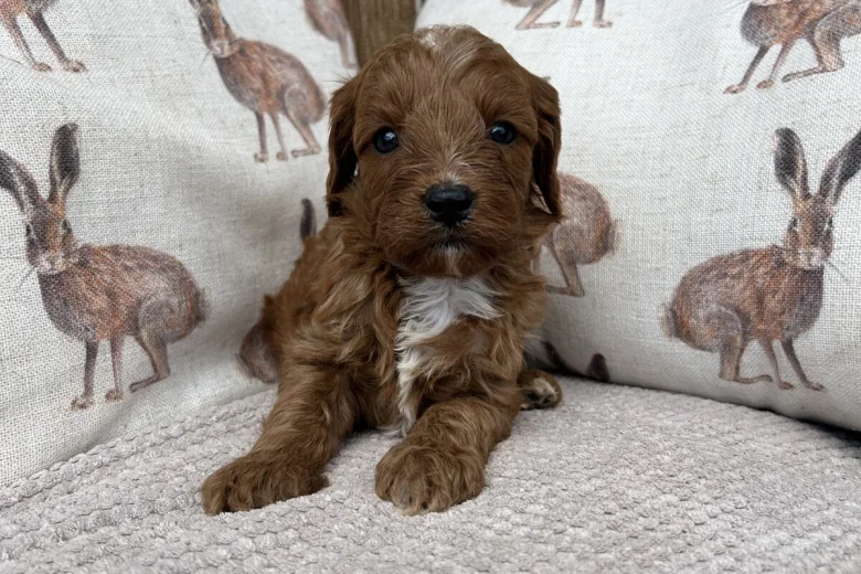 Cavapoo