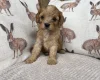 Cavapoo