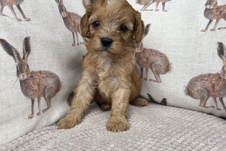 Cavapoo