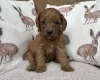 Cavapoo