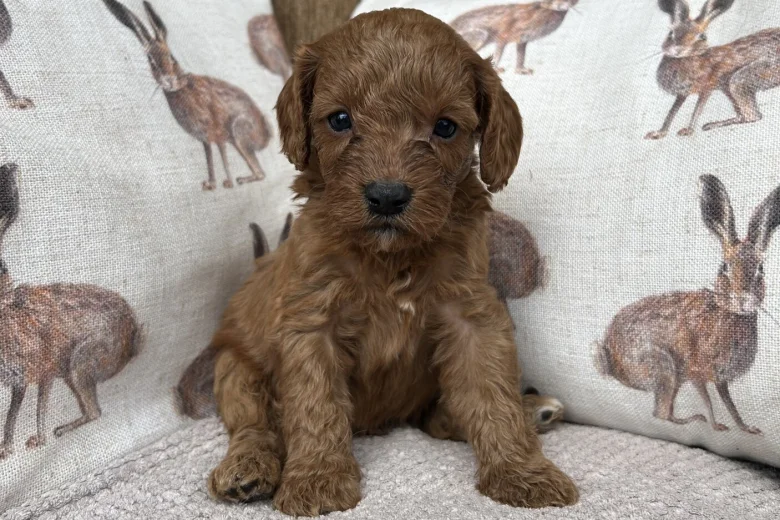 Cavapoo