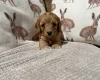 Cavapoo