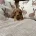 Cavapoo