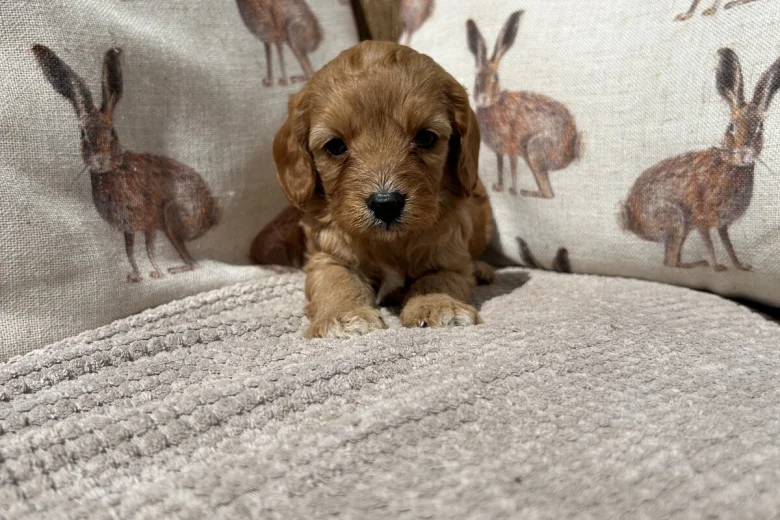 Cavapoo