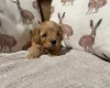 Cavapoo
