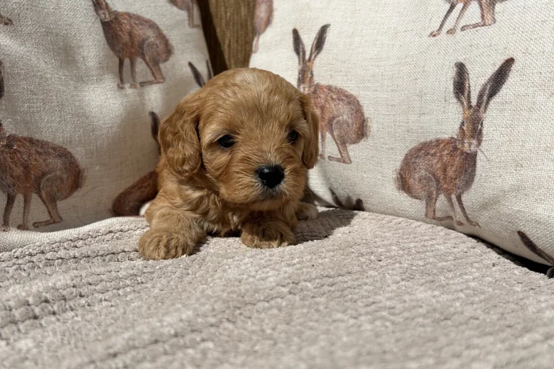 Cavapoo