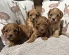 Cavapoo