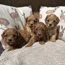 Cavapoo