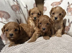 Cavapoo