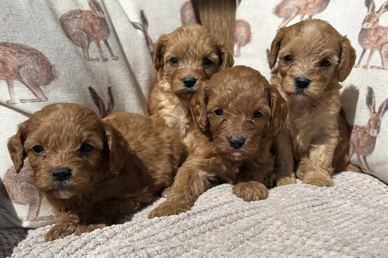 Cavapoo