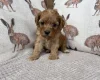 Cavapoo