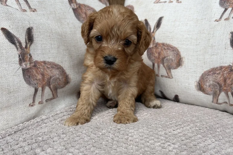 Cavapoo