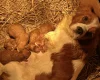 Cavapoo