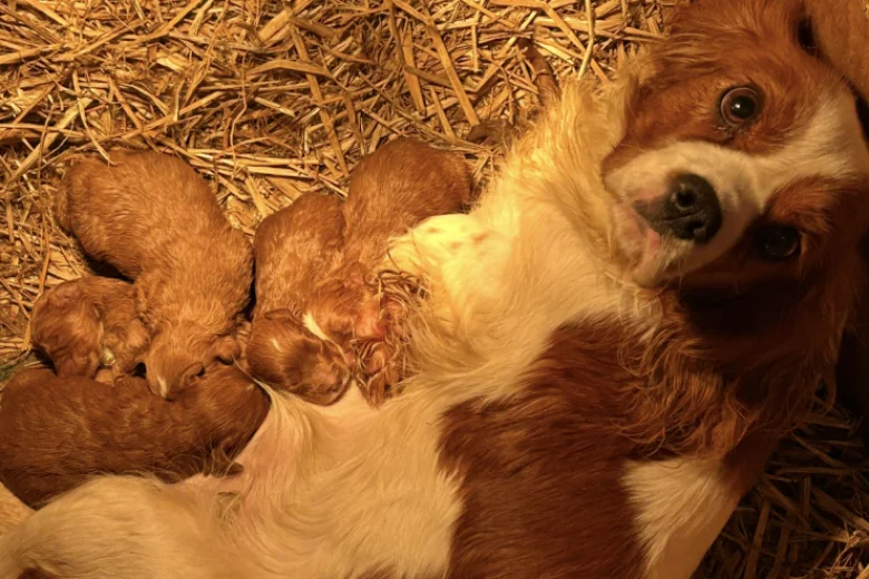 Cavapoo