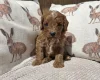Cavapoo