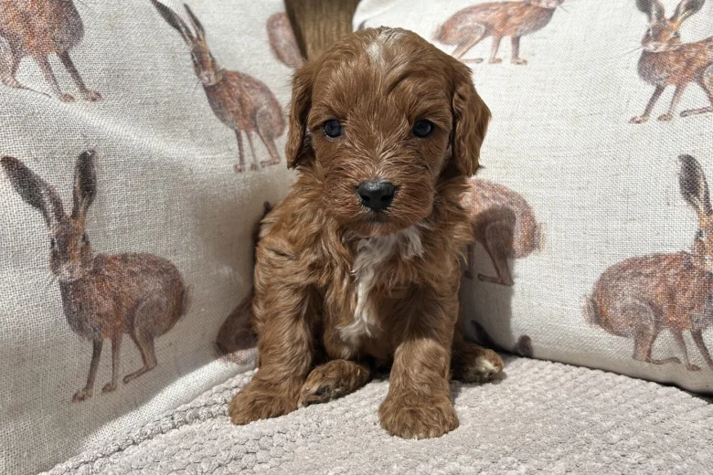 Cavapoo