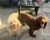 Cockapoo