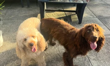 Cockapoo