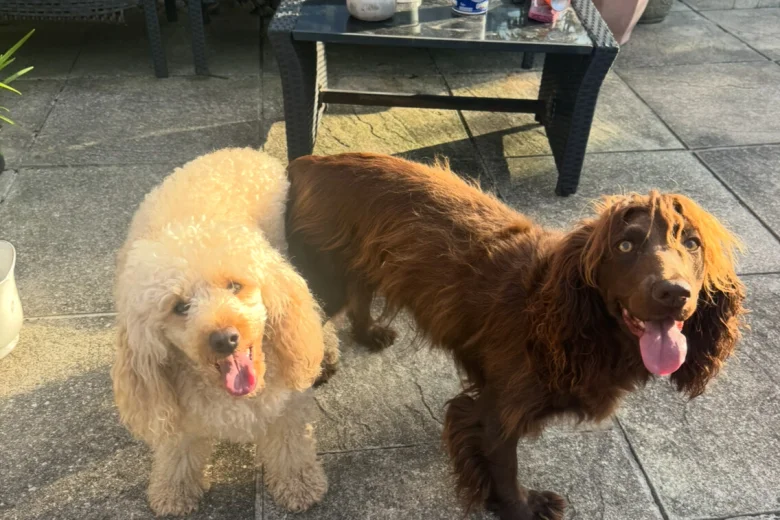 Cockapoo
