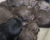 Cockapoo