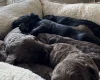 Cockapoo