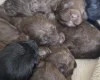 Cockapoo