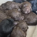 Cockapoo