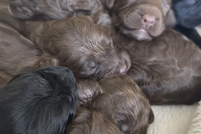 Cockapoo