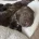 Cockapoo