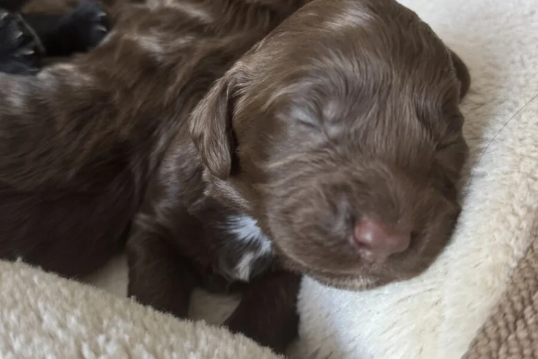 Cockapoo