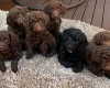 Cockapoo