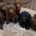 Cockapoo
