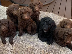 Cockapoo