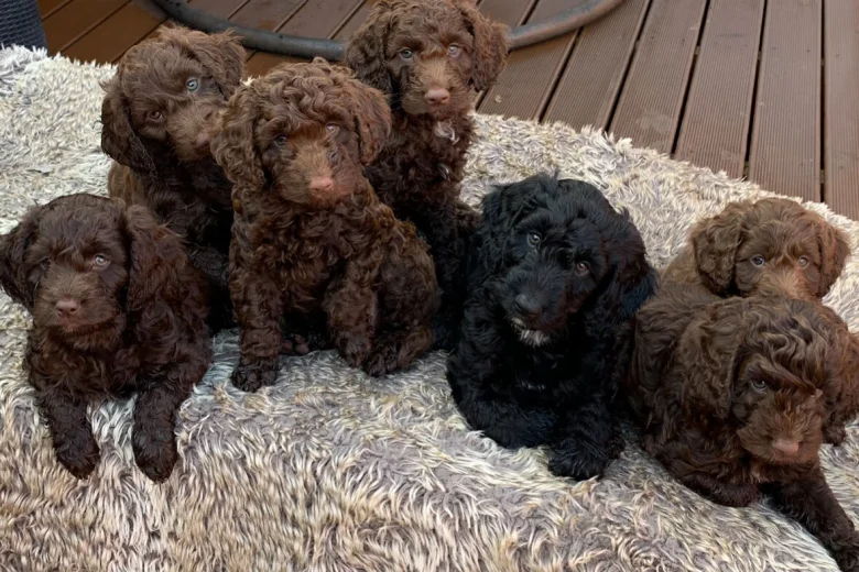Cockapoo