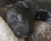 Cockapoo
