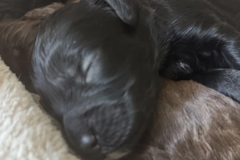 Cockapoo